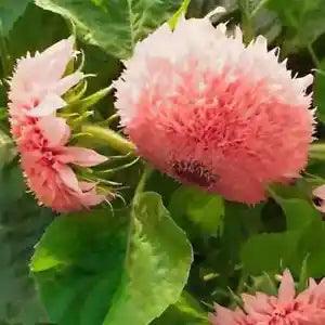 50+ Seeds Pink Teddy Bear Sunflowers Huge Planting Sunflower Garden Flowers - Flowerhint