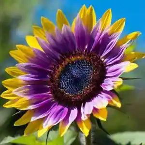 50+ Seeds Purple Yellow Sunflowers Two Tone Flower Blooms Huge Planting Garden - Flowerhint