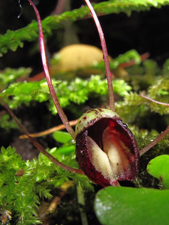 Corybas trilobus Seeds - Flowerhint